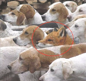 dogs